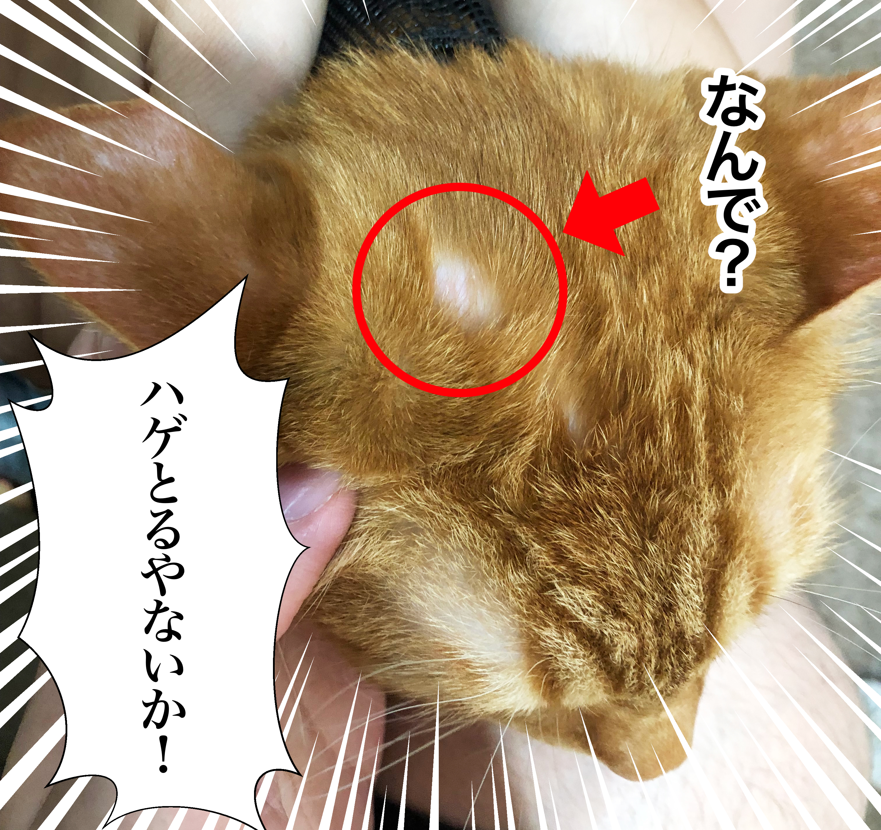 【猫カビ治療日記①】愛猫のまるに10円ハゲができた...その原因はカビかも...